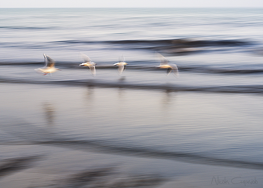 Gabbiani in volo...