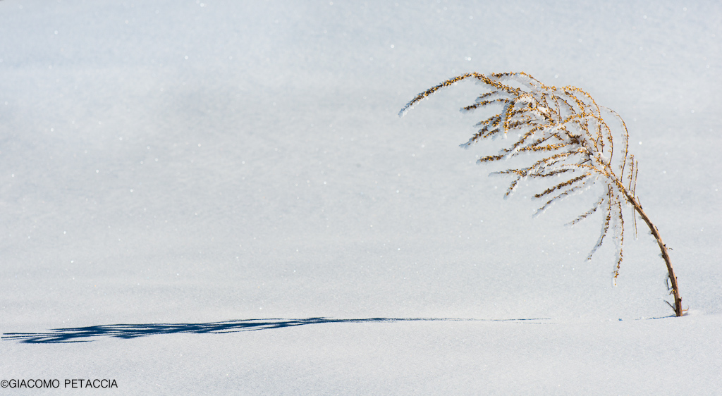 disegni della natura