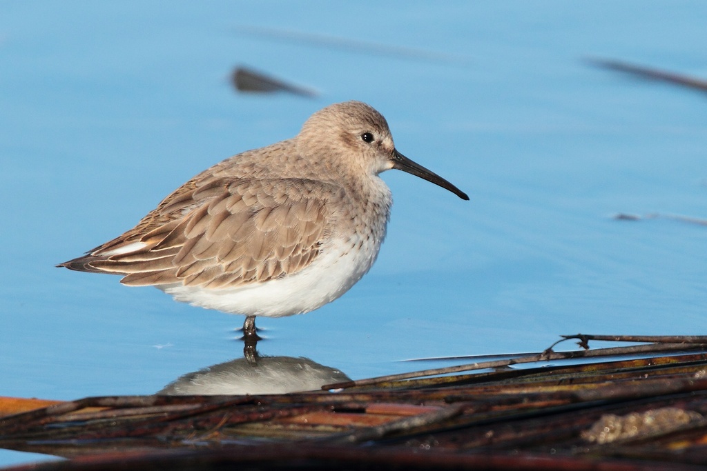 Piovanello pancianera