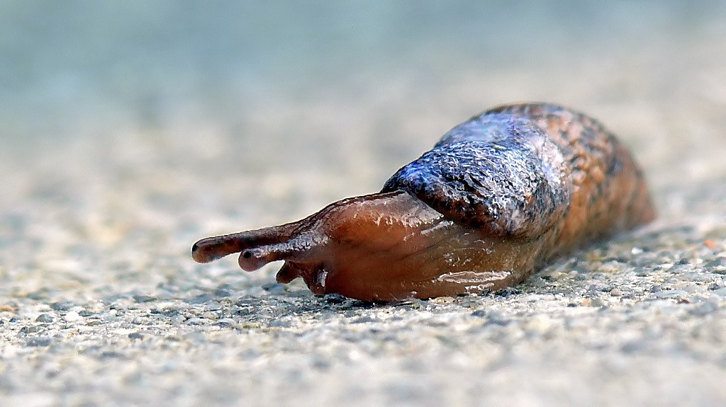 *** Maledetta IMU ***