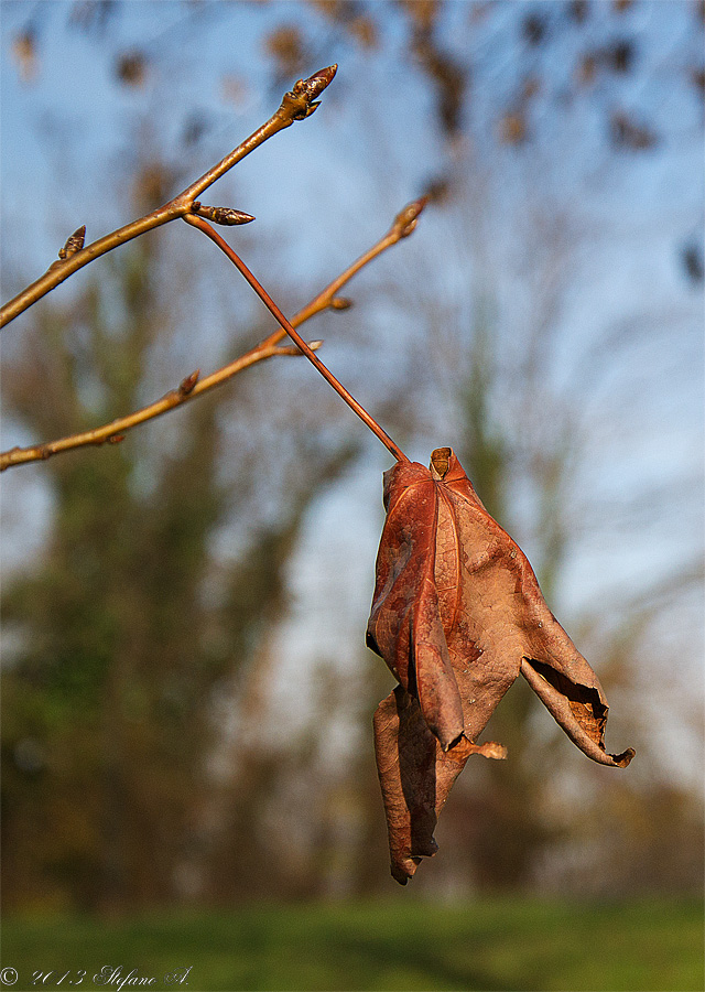 Ultima foglia autunnale