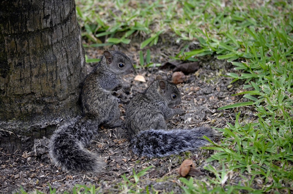 Scoiattoli tropicali