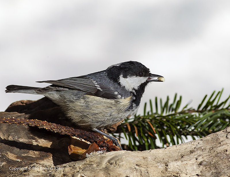 Cincia mora (Parus ater)