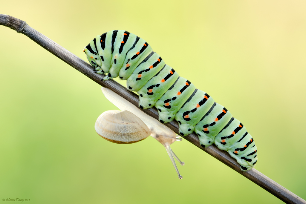 C'� chi sale e c'� chi scende ...