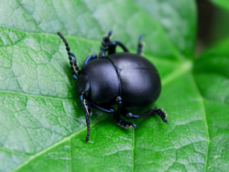 ...dark beetle...