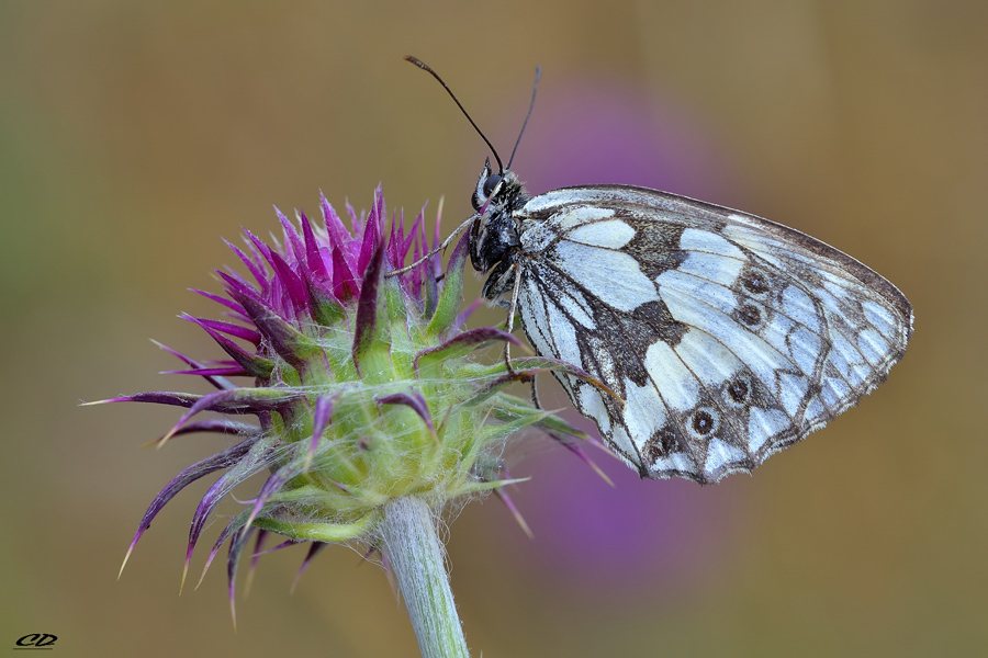melanargia galathea