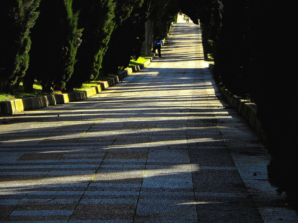 Viandante sul viale alberato