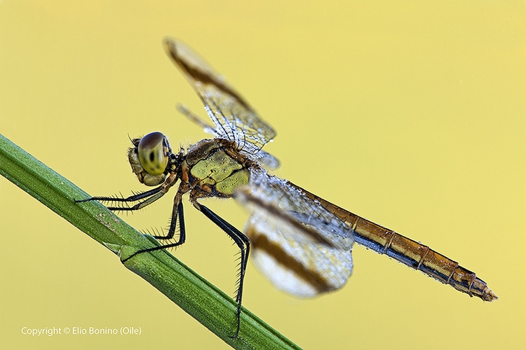 Sympetrum Striolatum