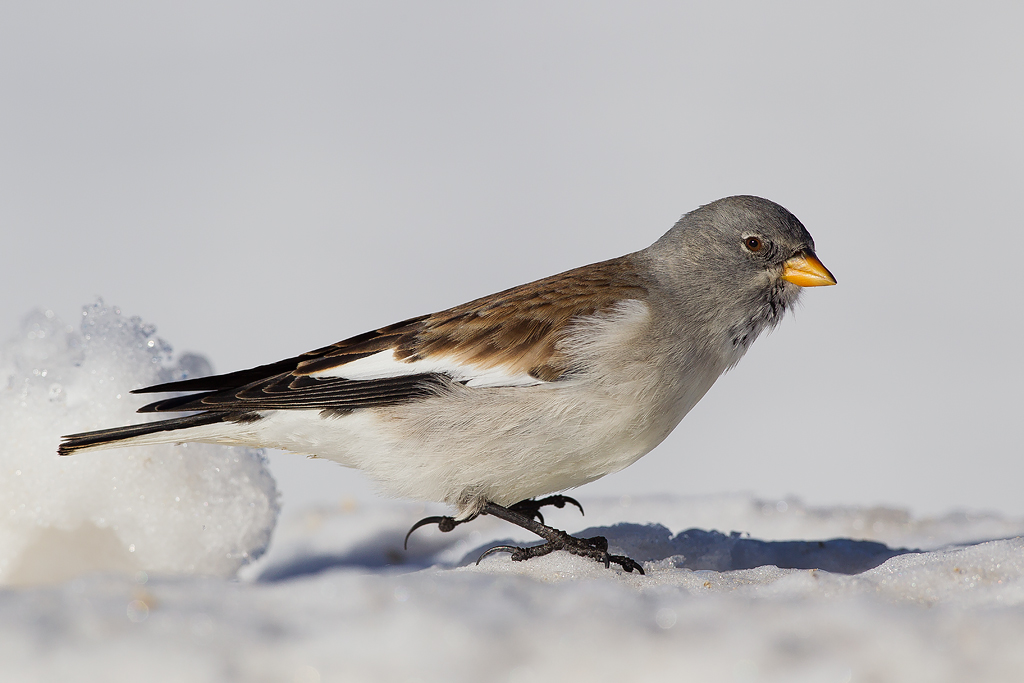 Fringuello alpino(Montifringilla nivalis)