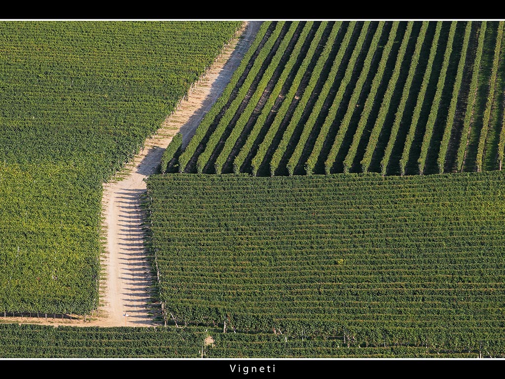 Vigneti # 17