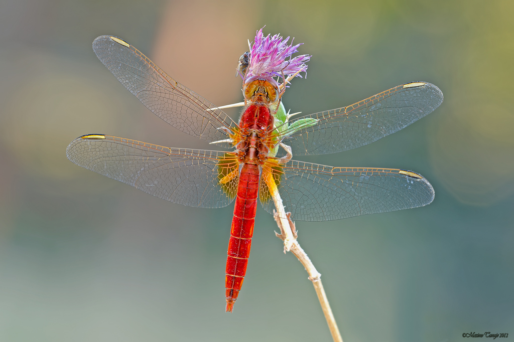 Libellula con ospite ...