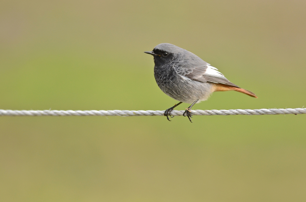 Codirosso spazzacamino