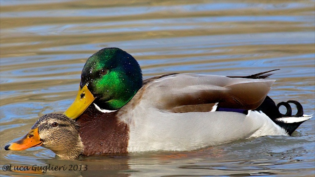 Mi sento di troppo!!!