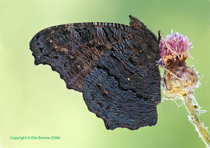Vanessa io o Occhio di pavone (Inachis io)