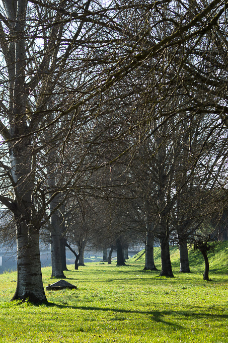 alberi su lungo fiume