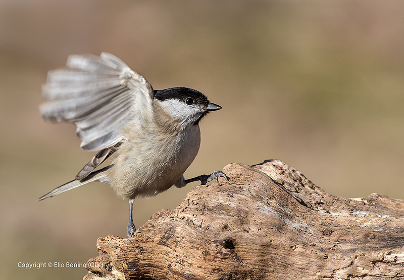 Cincia bigia (Parus palustris)