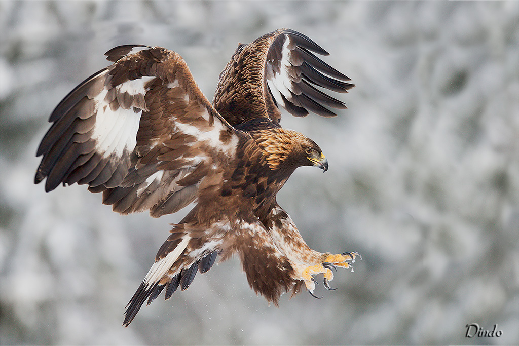 Dove osano le aquile