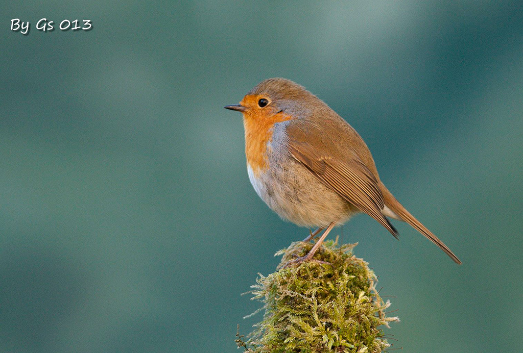 Batuffolo di piume...