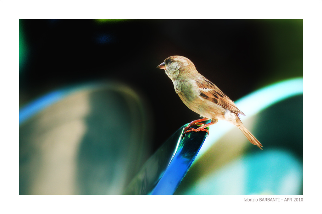 cameriere, uno spritz grazie