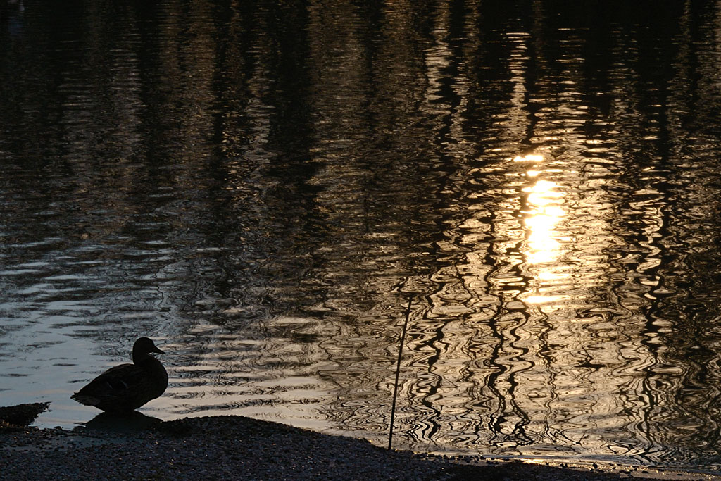 Una papera solitaria