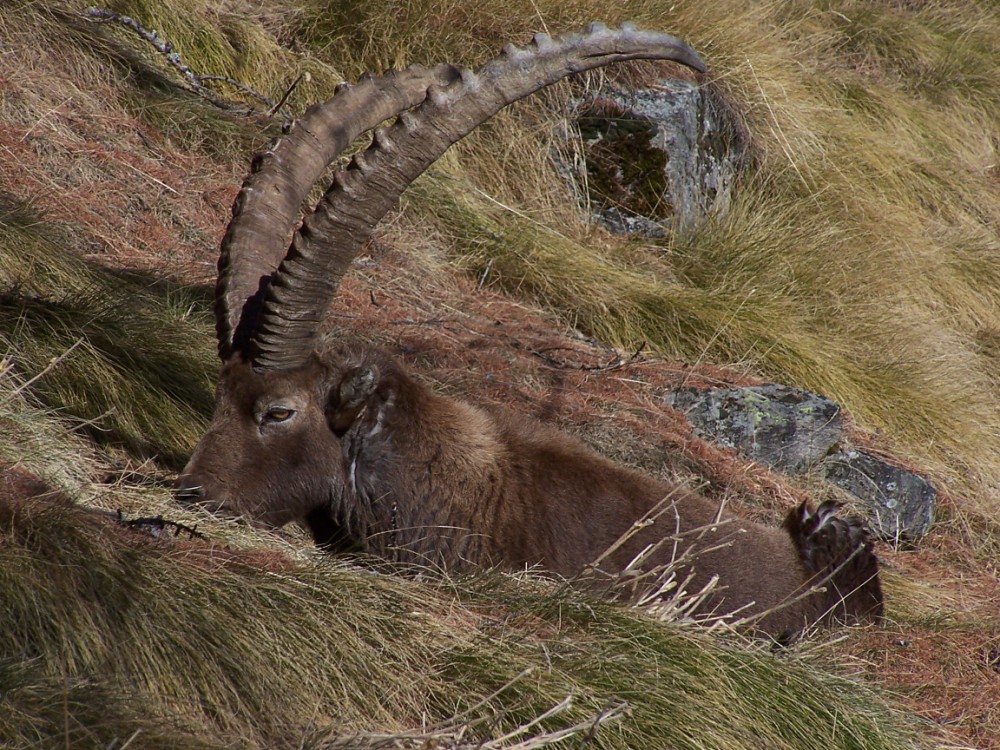 Il re della montagna