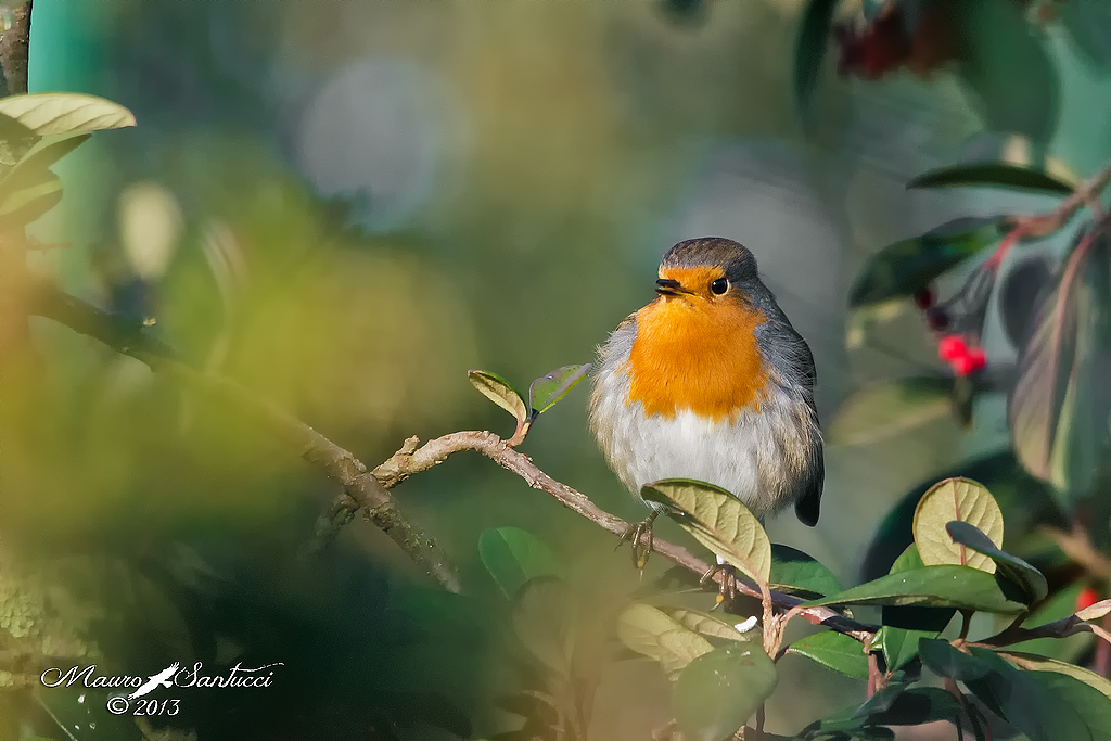 Pettirosso ambientato