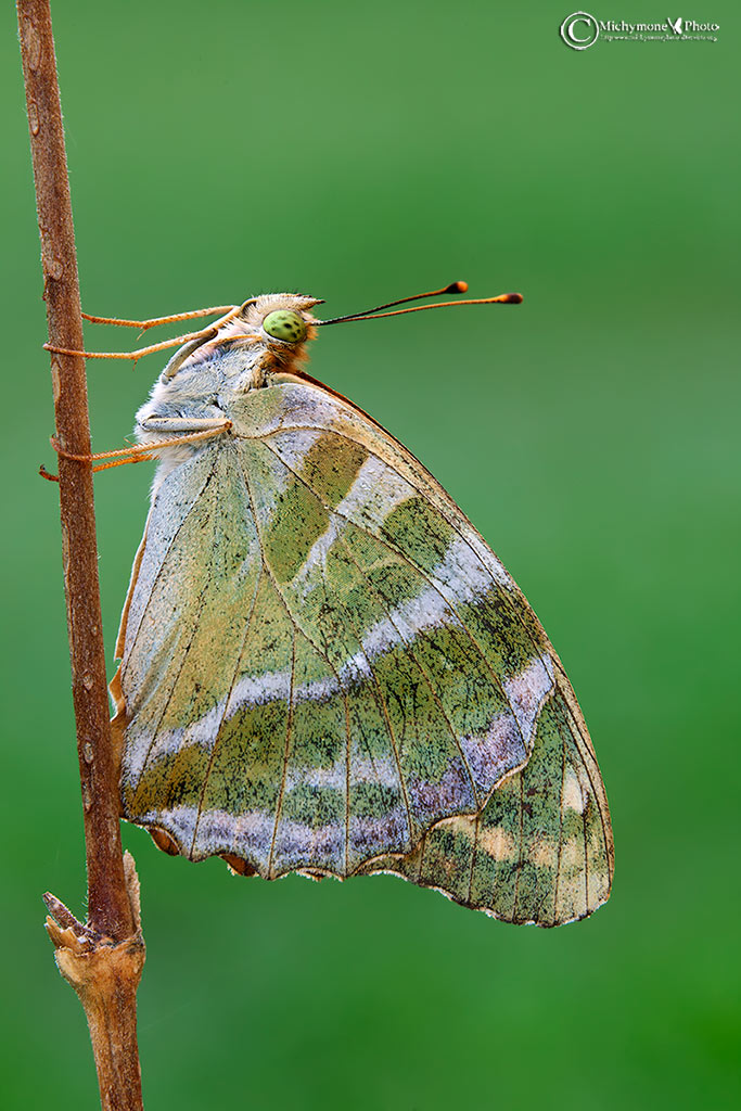 La Pafia (Argynnis paphia (Linnaeus, 1758))