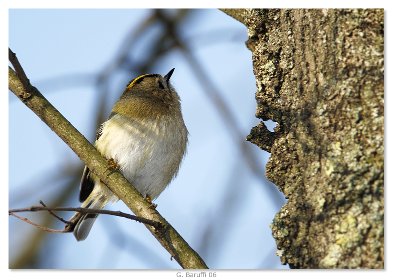Ancora un piccolo regolo