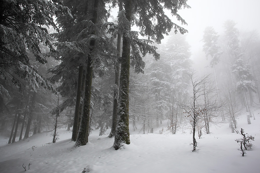 abetina nella nebbia