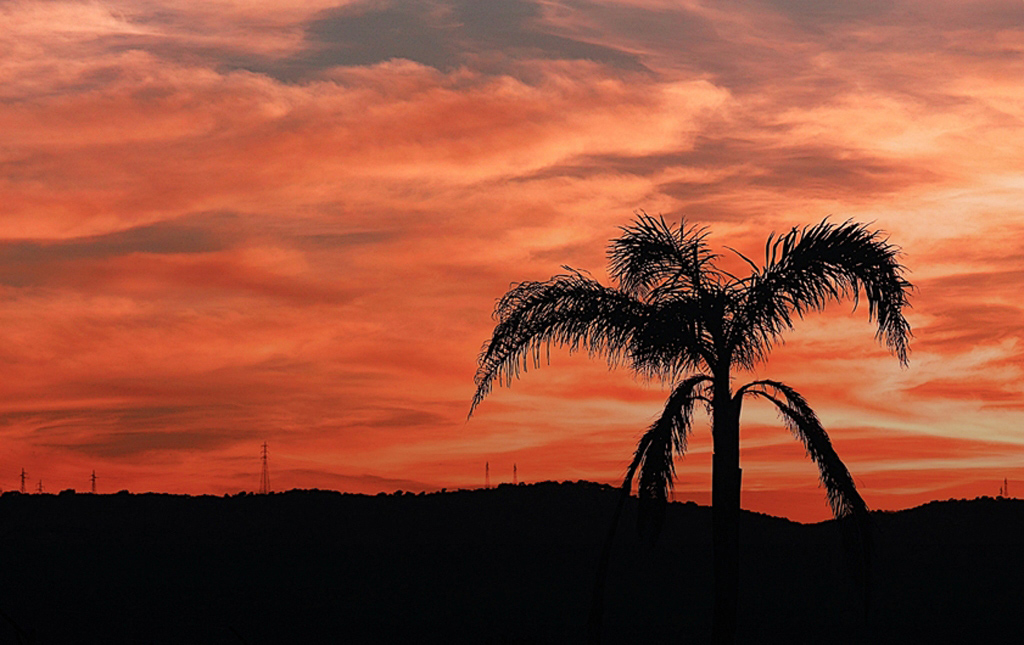 palma al tramonto...
