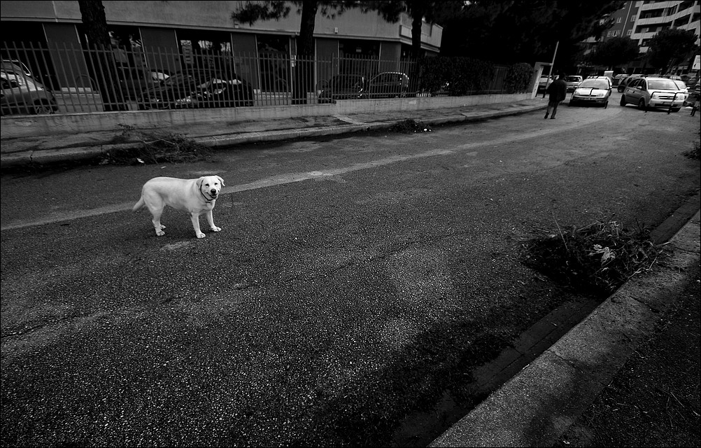 Solo come un cane...di periferia