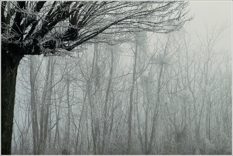 Il bianco sui rami.. e nel respiro.