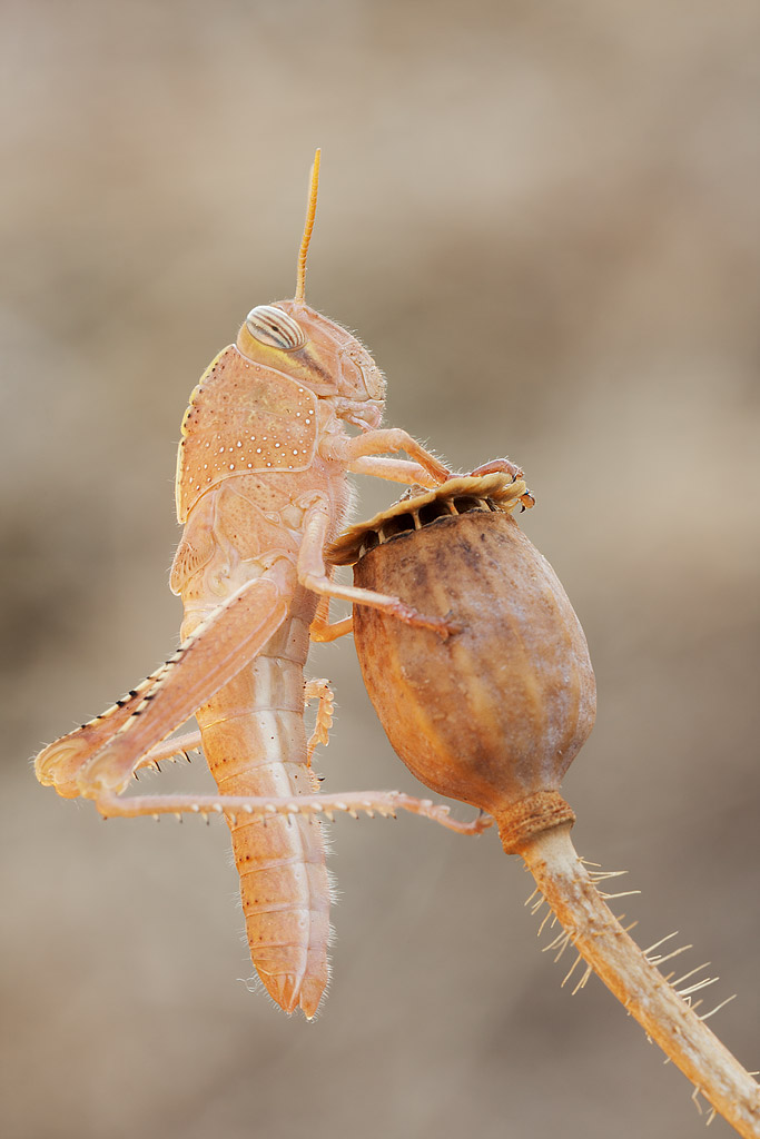 Anacridium aegyptium