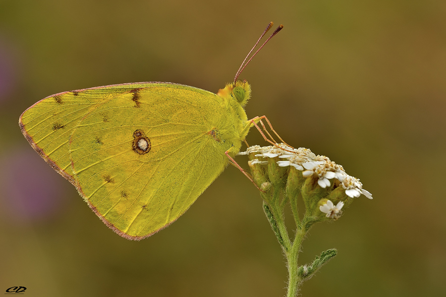 Colias crocea (Geoffroy 1785) Limoncella famiglia pieridi