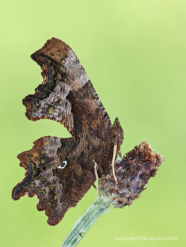 Farfalla virgola ( Polygonia comma - album )