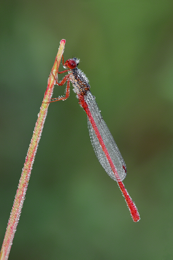Gocce di rugiada su di me
