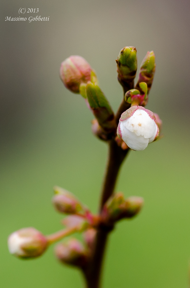 Primo fiore di albicocco
