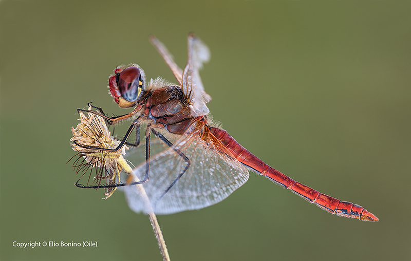 Simpetrum Foscolombii