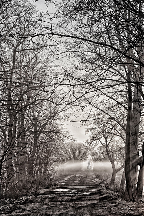 Cavalcando al mattino tra la bruma....