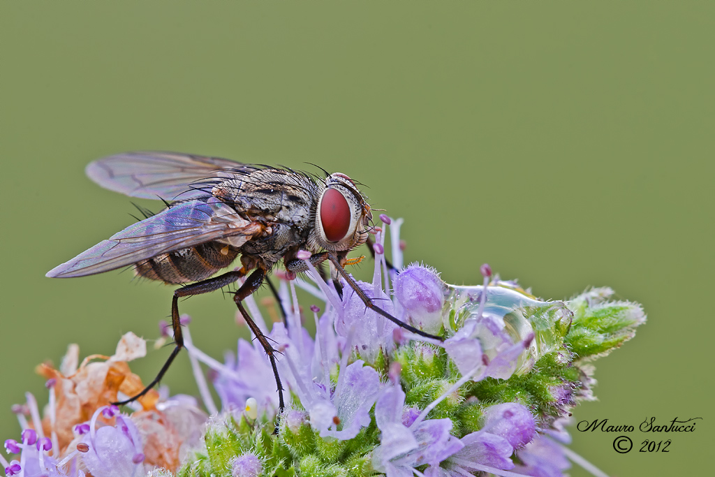 Stomina ( Tachinidae )