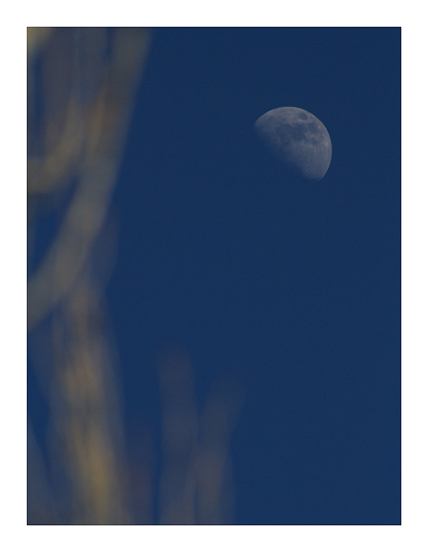 sar� la luna tra le piante