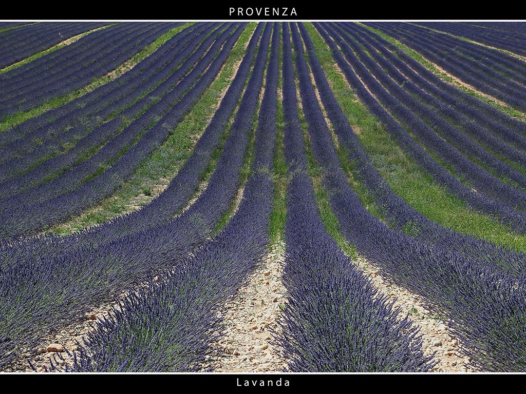 Provenza # 32