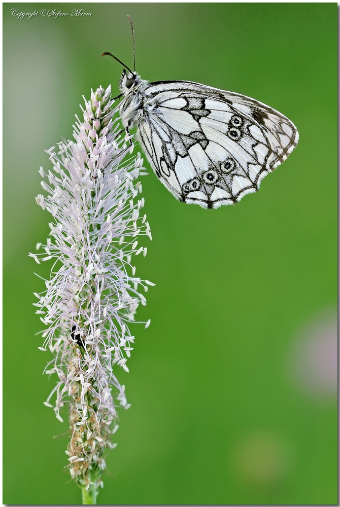 Melanargia Galathea