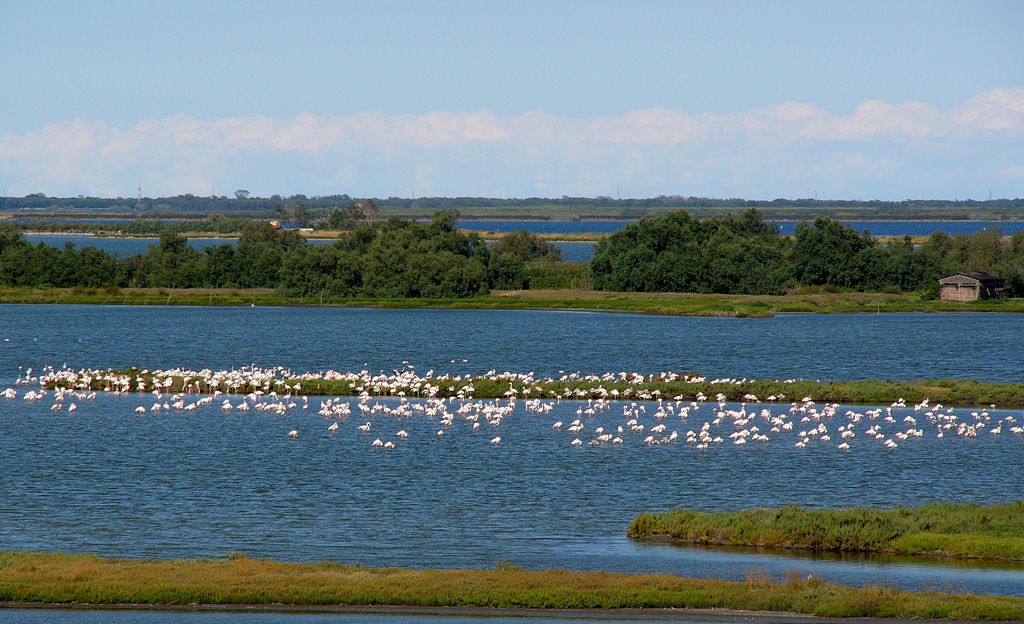 fenicotteri nostrani per roby
