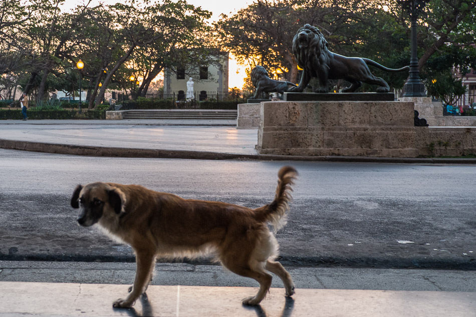 Vita da cani a La Havana