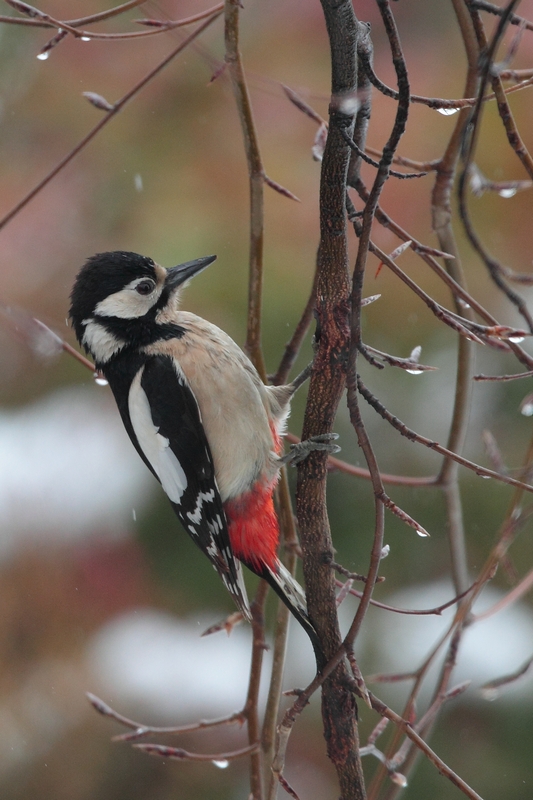 Picchio rosso maggiore femmina