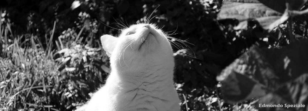 Chiss� che meraviglia saper volare *_*