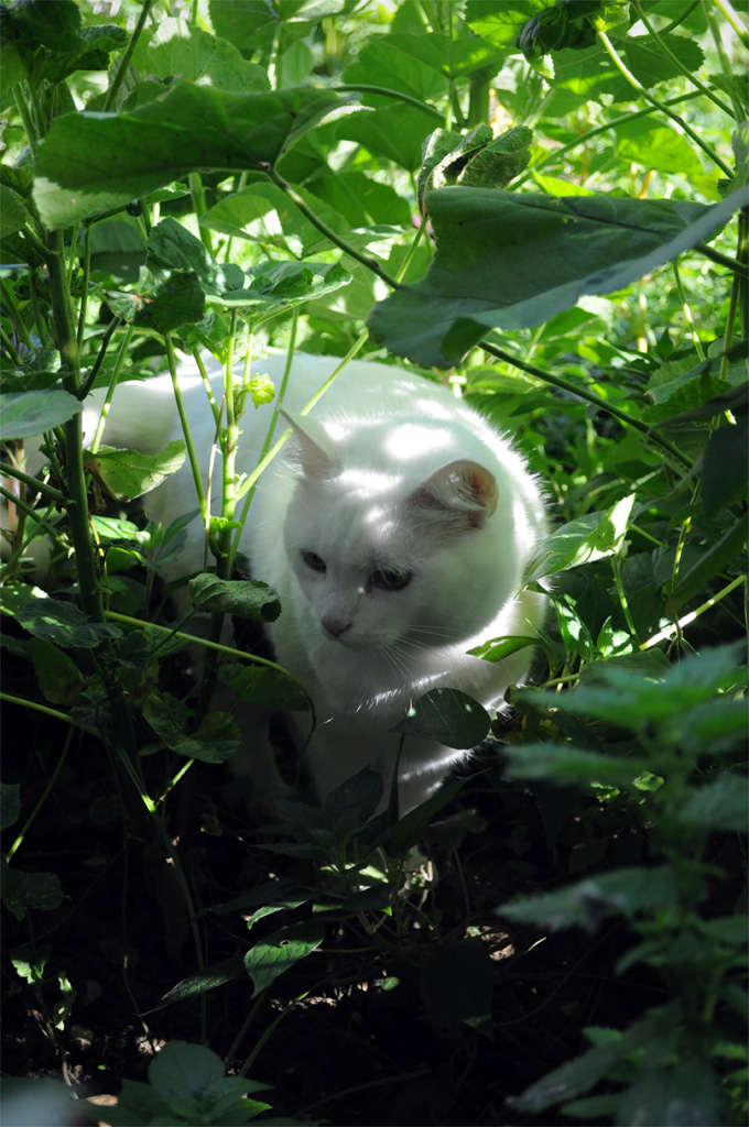 Passeggiando nella giungla