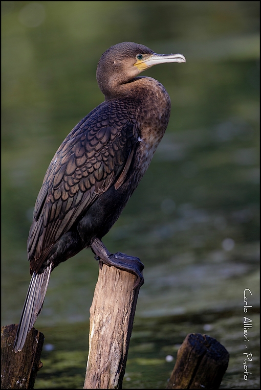 Cormorano