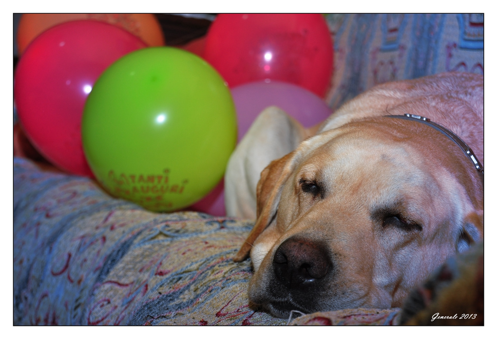 Dasy...La quiete dopo la festa